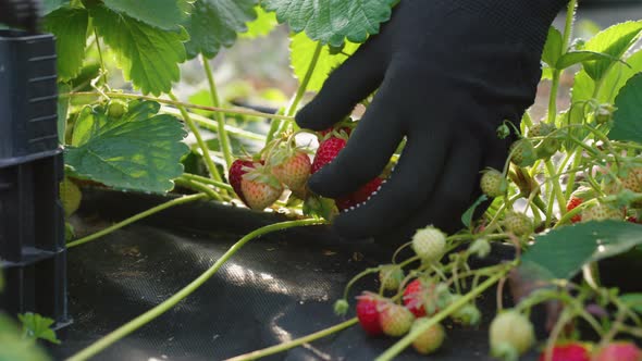 Hands of Seasonal Worker Harvesting Strawberries From Garden Bed