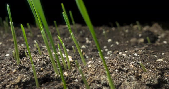 Fresh Grass Growing Macro Timelapse