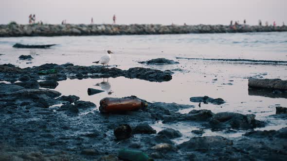 View of Plastic Trash and Black Slime on the Seashore Ecology Problems