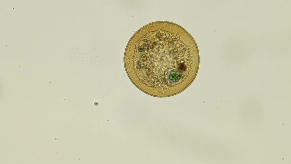 Testacea Arcella Amoeba Under a Microscope, Usually Found in Fresh Water and Mosses