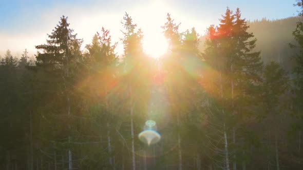 Aerial View of Amazing Scenery with Light Beams Shining Through Foggy Dark Forest with Pine Trees at