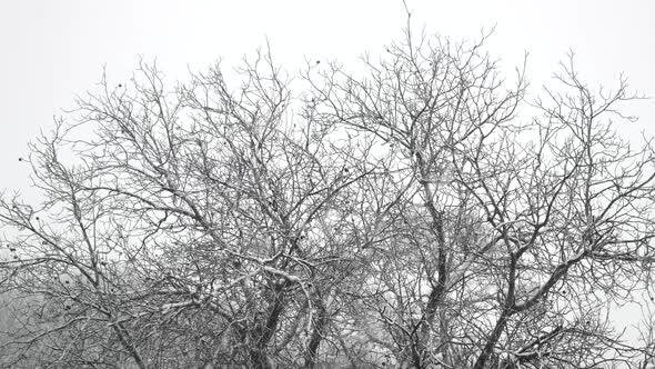 Winter Tree Crown in Snowfall