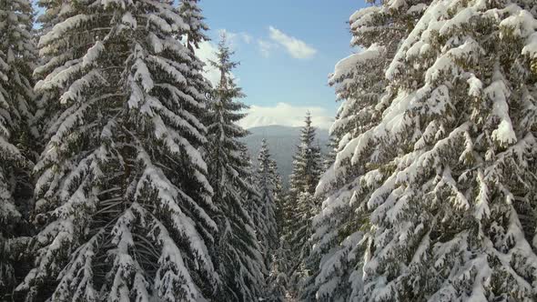 Aerial view of tall pine trees covered with fresh fallen snow in winter mountain forest on cold