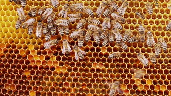 Domestic Bees of the Karnika Breed Crawl Along the Foundation with Brood