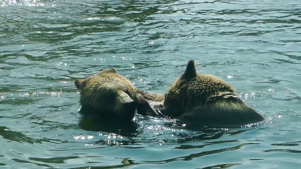 Bear fights in pond. The life of brown bears.