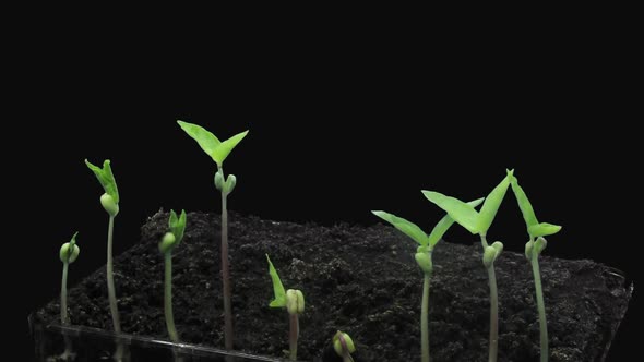 Time-lapse of germinating microgreens mung bean seeds  