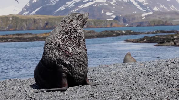 Fur Seal on South Georgia Isaland