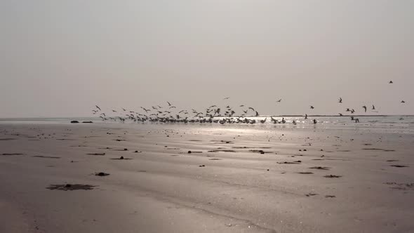 low shot flock of birds taking off from a beach