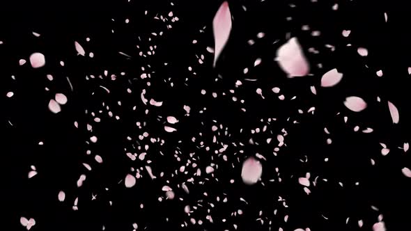 Cherry Blossom Petals Explosion 4K