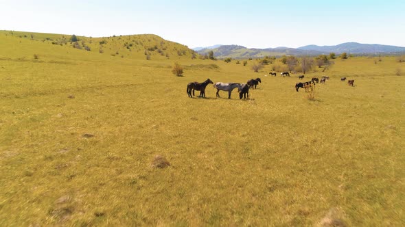 Flight Over Wild Horses Herd on Mountain Meadow. Summer Mountains Wild Nature. Freedom Ecology