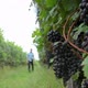 Man Walking Through Vineyard - VideoHive Item for Sale