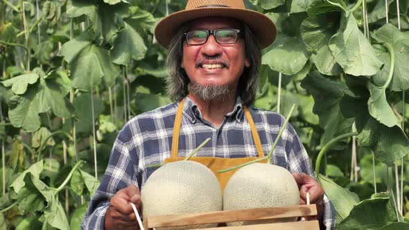 Gardener is harvesting melons in a greenhouse farm