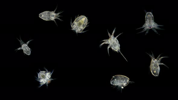 Microscopic Black Sea Plankton and Zooplankton, Nauplius (Larvae) Cyclopidae Subtype Crustacea