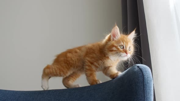 A Little Ginger Kitten Creeps Along the Back of the Sofa
