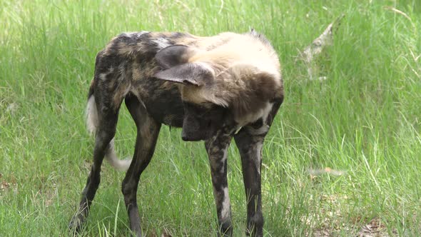 African wild dog walking around on a grass field