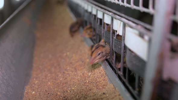 Young Quail on the Poultry Farm