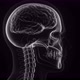 Human Head, Skull And The Brain In X-Ray - VideoHive Item for Sale