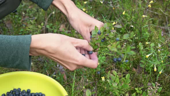 Women's Hands Collect Blueberries in the Forest. She Pours the Berries Into a Yellow Plate