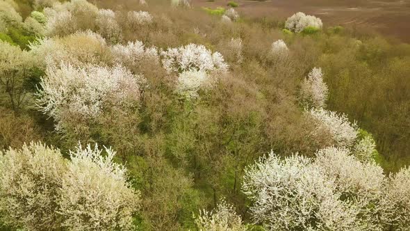 Aerial view of spring forest with blooming white trees in dense woods.