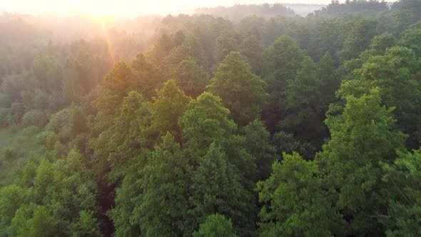 Flying Through Green Forest in the Morning. Sun Rising on Horizon. Aerial Shot, FHD