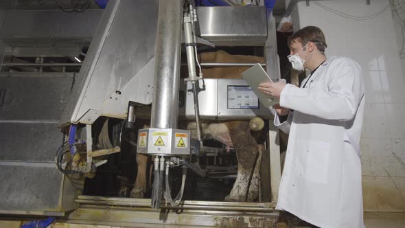 Farmer using automatic milking machine and tablet.