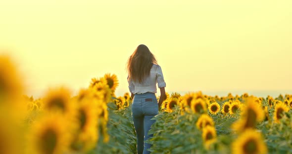 Young Woman with Long Hair is Walking in a Field with Blooming Sunflowers