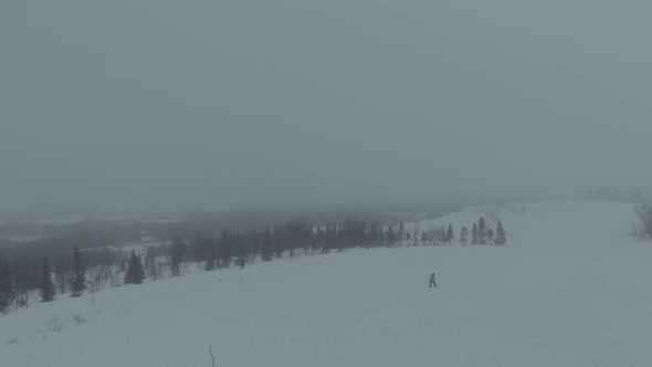 Blizzard and fog in a pine forest covered by snow