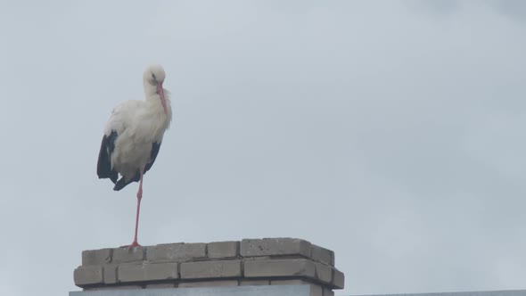 Crane Family on the Roof