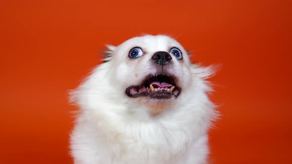 Close Up of Beautiful White Spitz with Blue Eyes on Orange Background. Cute Dog Breathing with Her