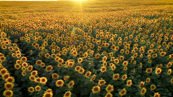 Aerial Flying Raises Up Over Blooming Sunflower Field At Sunset Summer Evening