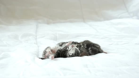 Newborn American Shorthair Kittens Sleeping On White Bed