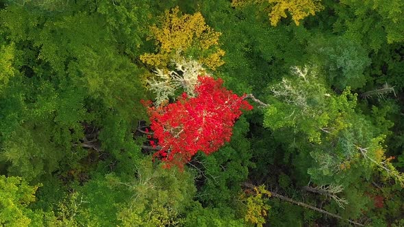 Aerial footage spinning up above red tree in the woods TOP DOWN