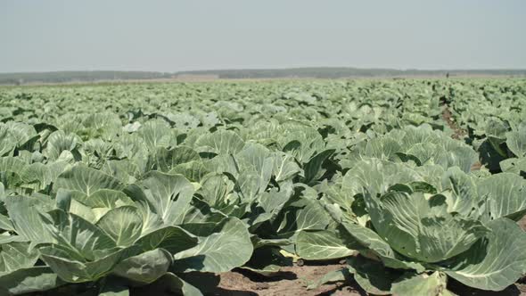 Green Cabbage Field