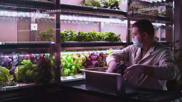 A Man is Planting Lettuce Sprouts in a Vertical Greenhouse