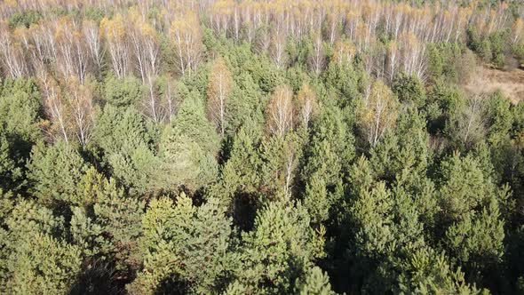 Forest with Trees in an Autumn Day