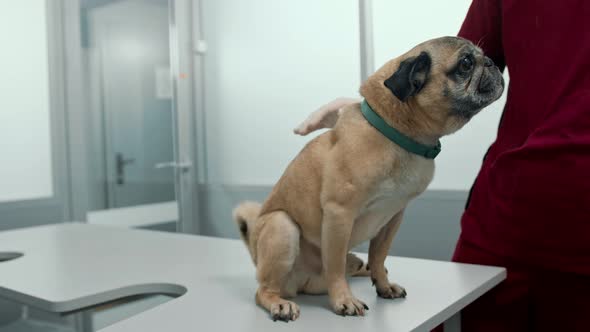 Veterinarian feeds a pug puppy dog on examination in a veterinary clinic.