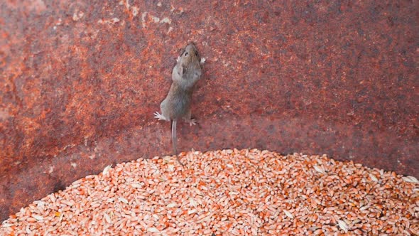 The Mouse is Stuck in the Grain Storage