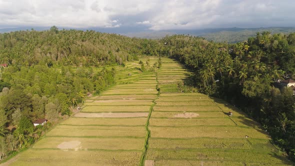 Rice Fields with Agricultural Land in Indonesia