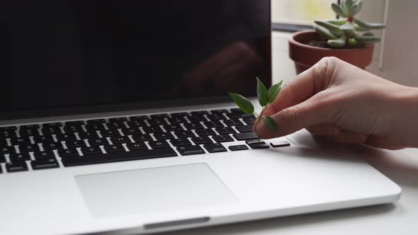 Laptop Keyboard with Plant Growing on It