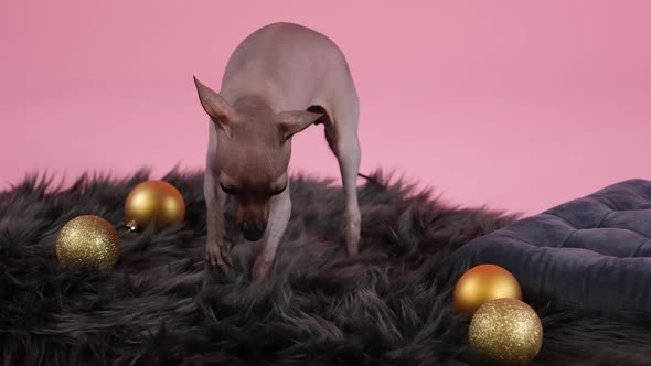 Xolo Stands on a Black Fur Blanket with Golden Christmas Balls Against a Pink Background