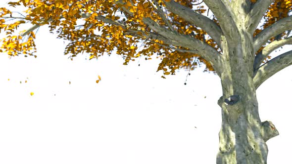 Autumn Leaf Fall And Autumn Tree alt