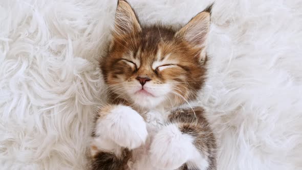 Gray Striped Kitten Sleeping