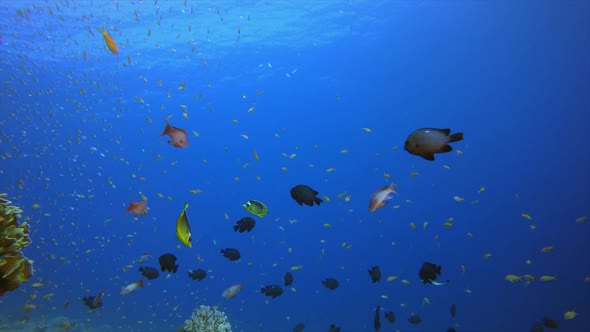 Underwater Scene Tropical Reef