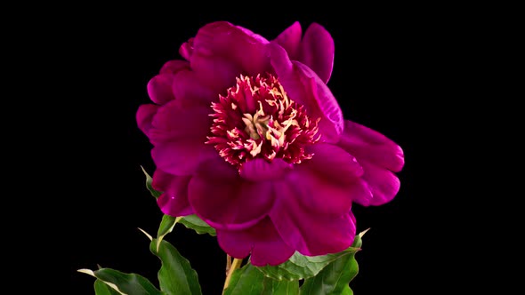 Timelapse of Beautiful Pink Burgundy Peony Flower Blooming on Black Background