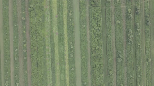 Aerial drone view flight over different agricultural fields sown in Samegrelo, Georgia