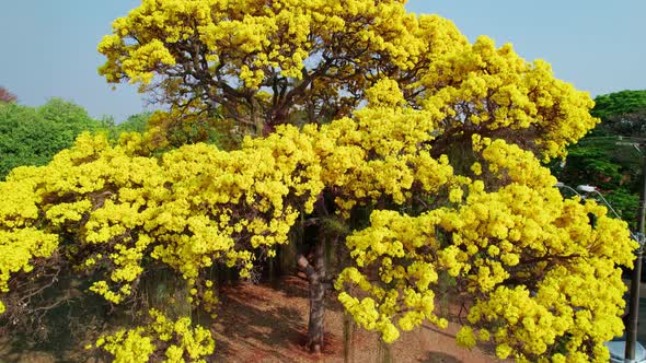 Aerial flying towards golden trumpet tree revealing Brazilian cityscape