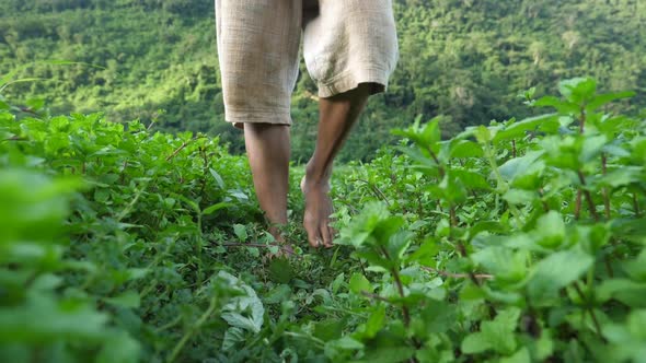 Leg's Farmer Walking In Vegetable Garden