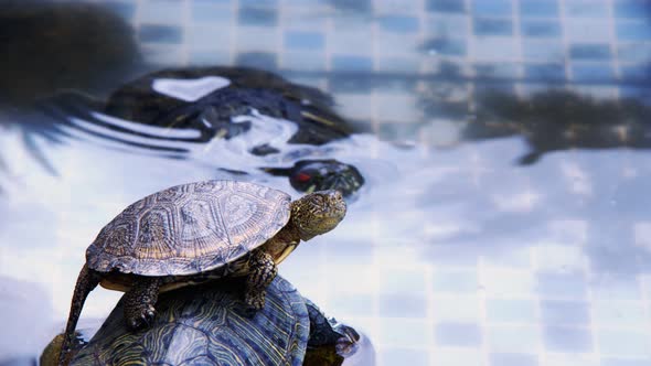 Animal Reptile Aquatic Water Turtle in a Water Pool