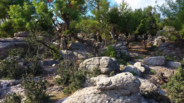 Exotic Plants and Trees Growing Among Rocks in Mountains