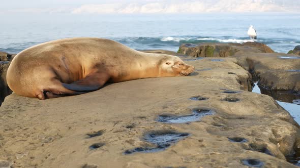 Sea Lion on the Rock in La Jolla. Wild Eared Seal Resting Near Pacific Ocean on Stone. Funny